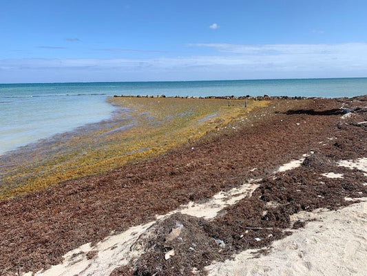 Sargassum in Belize: What Travelers Should Know