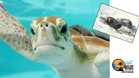 Sea Turtles of Belize: Unsung Reef Guardians