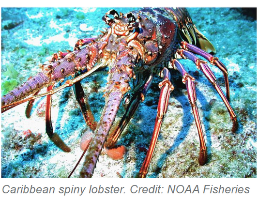 San Pedro Lobster Fest and Lobster Season on Ambergris Caye