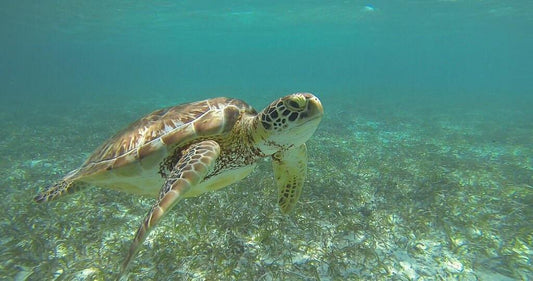 sea turtle at Hol Chan Marine Reserve