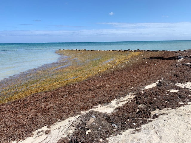 Sargassum in Belize: What Travelers Should Know