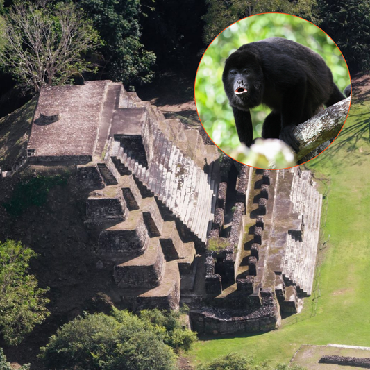 Discover the Wonders of Altun Ha and The Baboon Sanctuary in Belize!