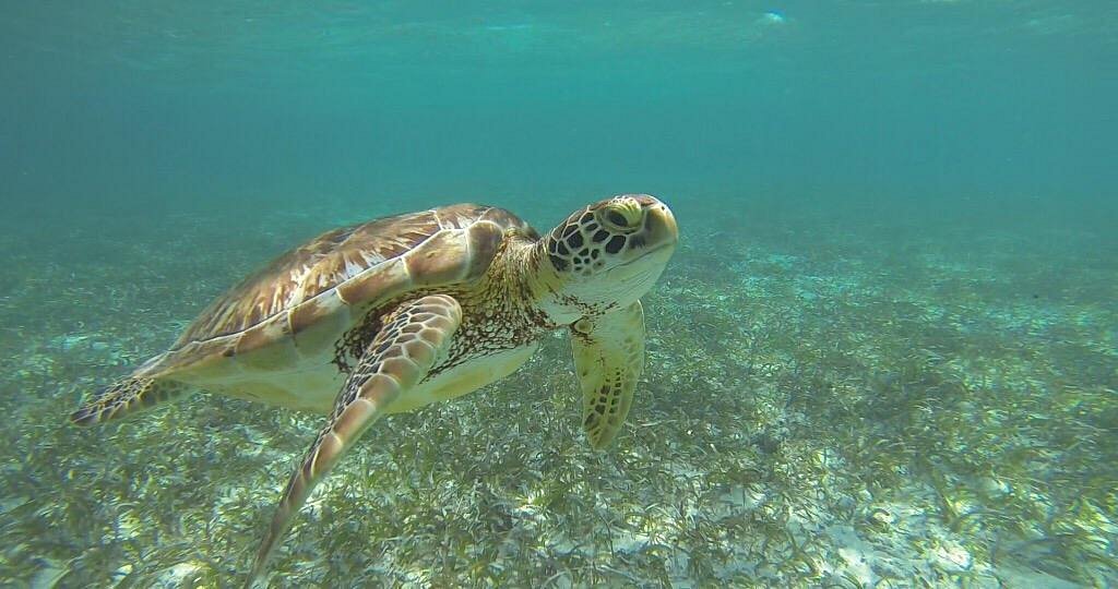 sea turtle at Hol Chan Marine Reserve