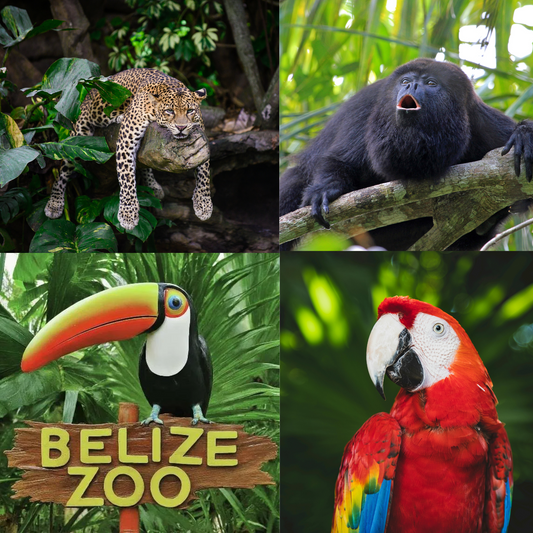 Belize Zoo Wildlife Education Center