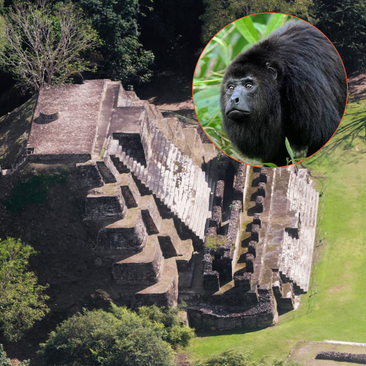 Altun Ha Tour and Baboon Sanctuary