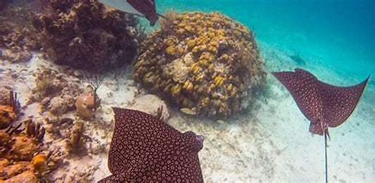 Snorkel Mexico Rocks & Mata Rocks