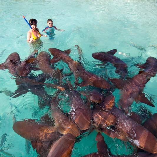 Hol Chan Marine Reserve and Shark Ray Alley